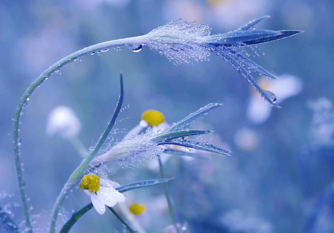 Chamomile Oil for Hair: Softness, Shine, and Gentle Scalp Care