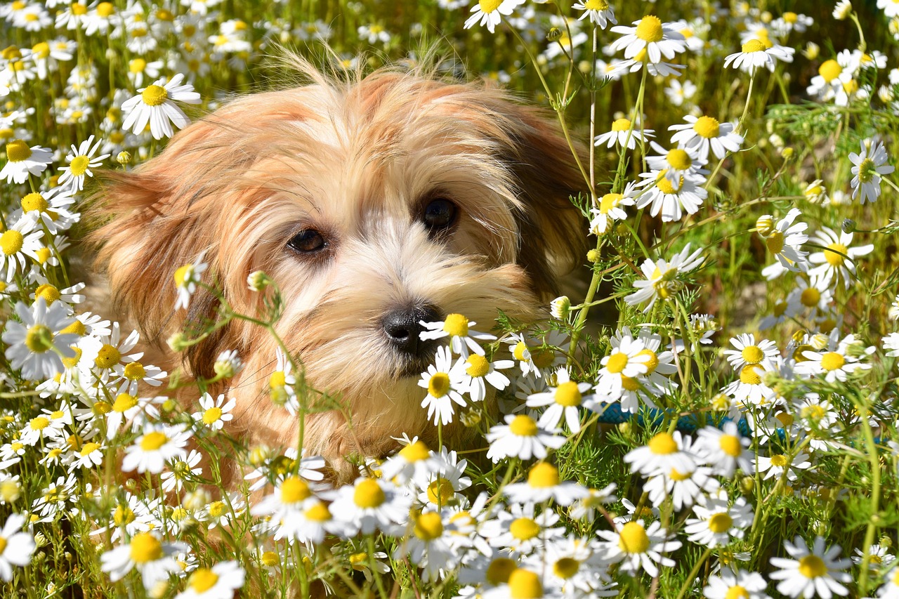 Chamomile Oil in Your Evening Wind-Down Routine
