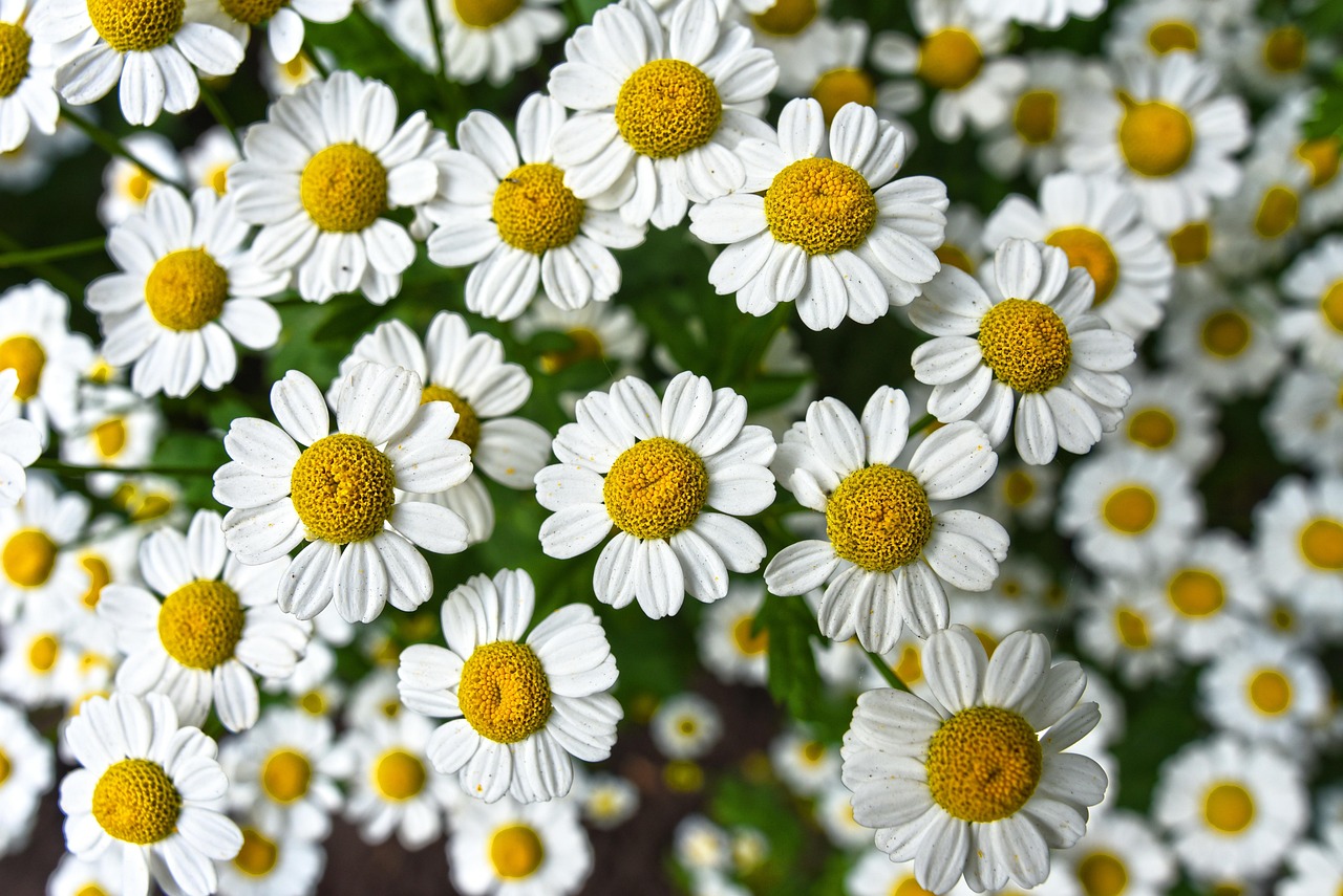 Growing Chamomile for Oil: From Garden Flowers to Fragrant Harvest