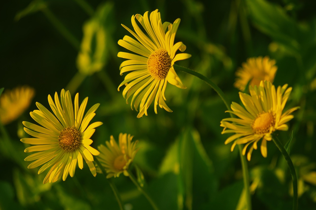 Which Chamomile Oil Should You Buy First? Roman, German, or a Blend